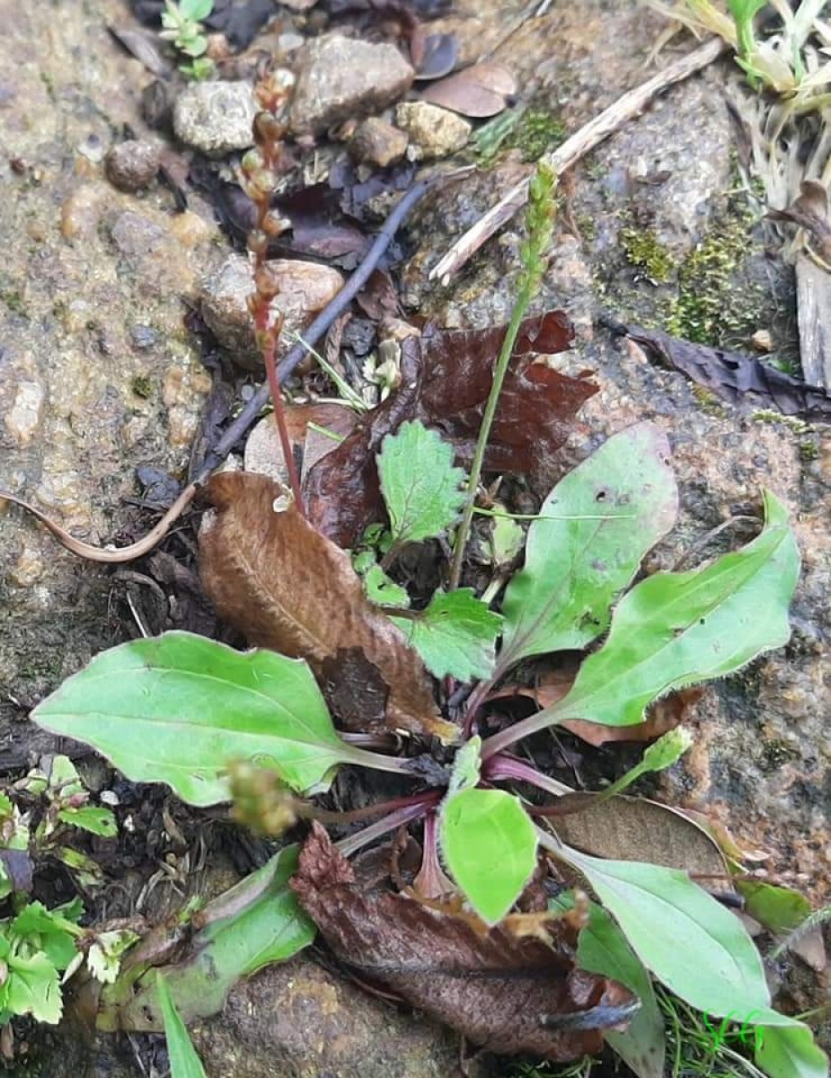 Plantago asiatica L.